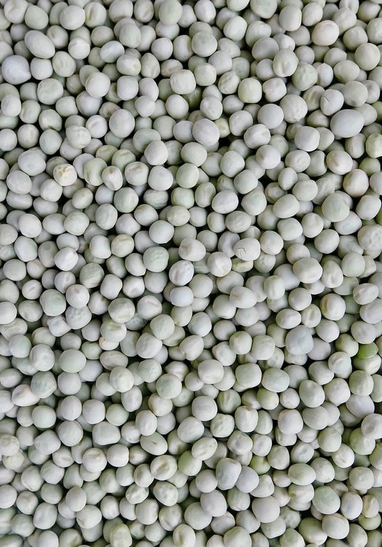 Scheuten 5KG - Big Bag Erwten scheuten/ Peashoots Kiemzaden - Biologisch ...