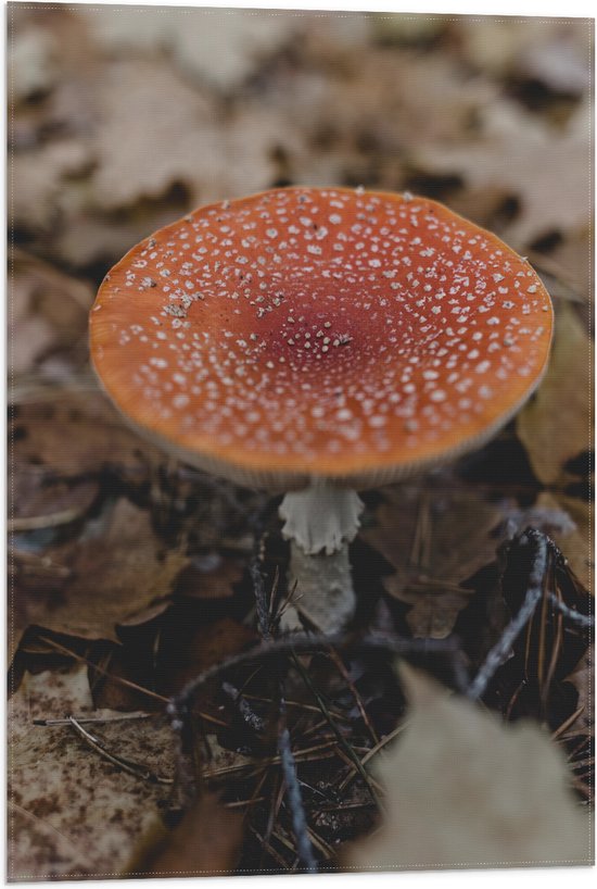 WallClassics - Drapeau - Champignon Volant Rouge- Witte avec Feuilles - 50x75 cm Photo sur Drapeau Polyester