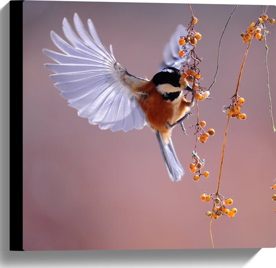 WallClassics - Canvas  - Klein Vogeltje Eet Besjes tijdens het Vliegen - 40x40 cm Foto op Canvas Schilderij (Wanddecoratie op Canvas)