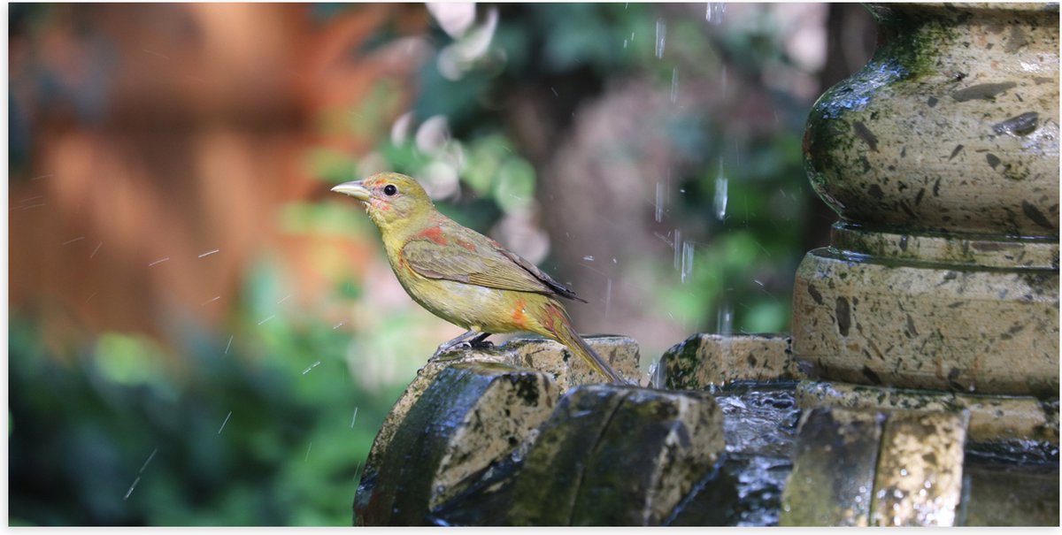 Poster (Mat) - Gele Tangare Vogel bij een Fontein - 100x50 cm Foto op Posterpapier met een