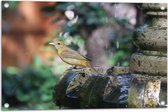 WallClassics - Tuinposter – Gele Tangare Vogel bij een Fontein - 75x50 cm Foto op Tuinposter  (wanddecoratie voor buiten en binnen)