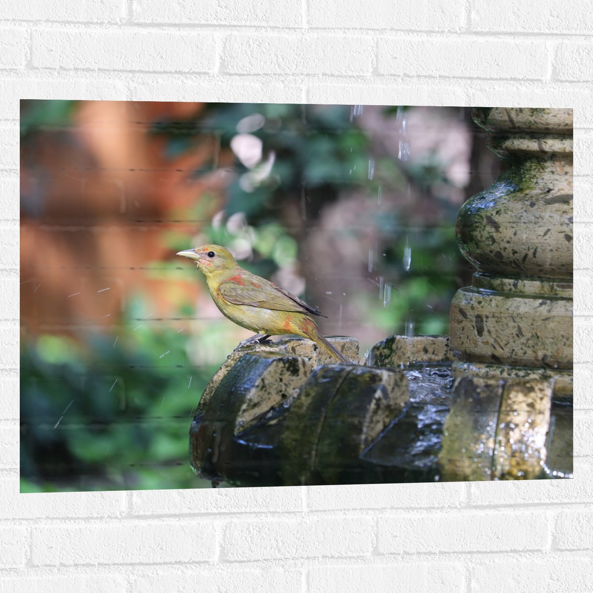Muursticker - Gele Tangare Vogel bij een Fontein - 80x60 cm Foto op Muursticker