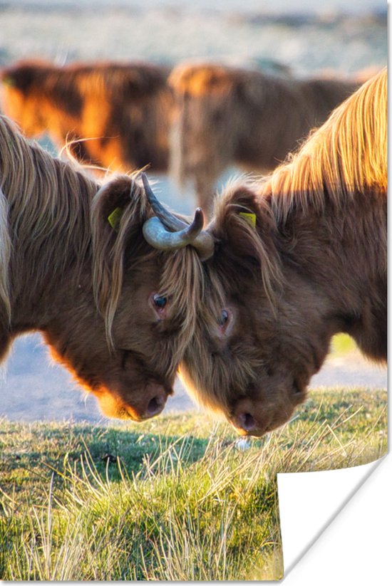 Affiche Highlanders écossais - Animaux - Soleil - 80x120 cm