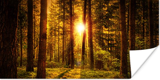 Poster Bos - Zon - Bomen - Natuur - Zonsondergang - 80x40 cm