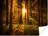 Poster Bos - Zon - Bomen - Natuur - Zonsondergang - 80x60 cm