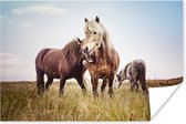 Poster Paarden - Gras - Lente - 180x120 cm XXL
