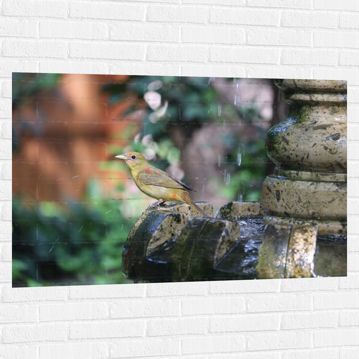 Muursticker - Gele Tangare Vogel bij een Fontein - 120x80 cm Foto op Muursticker