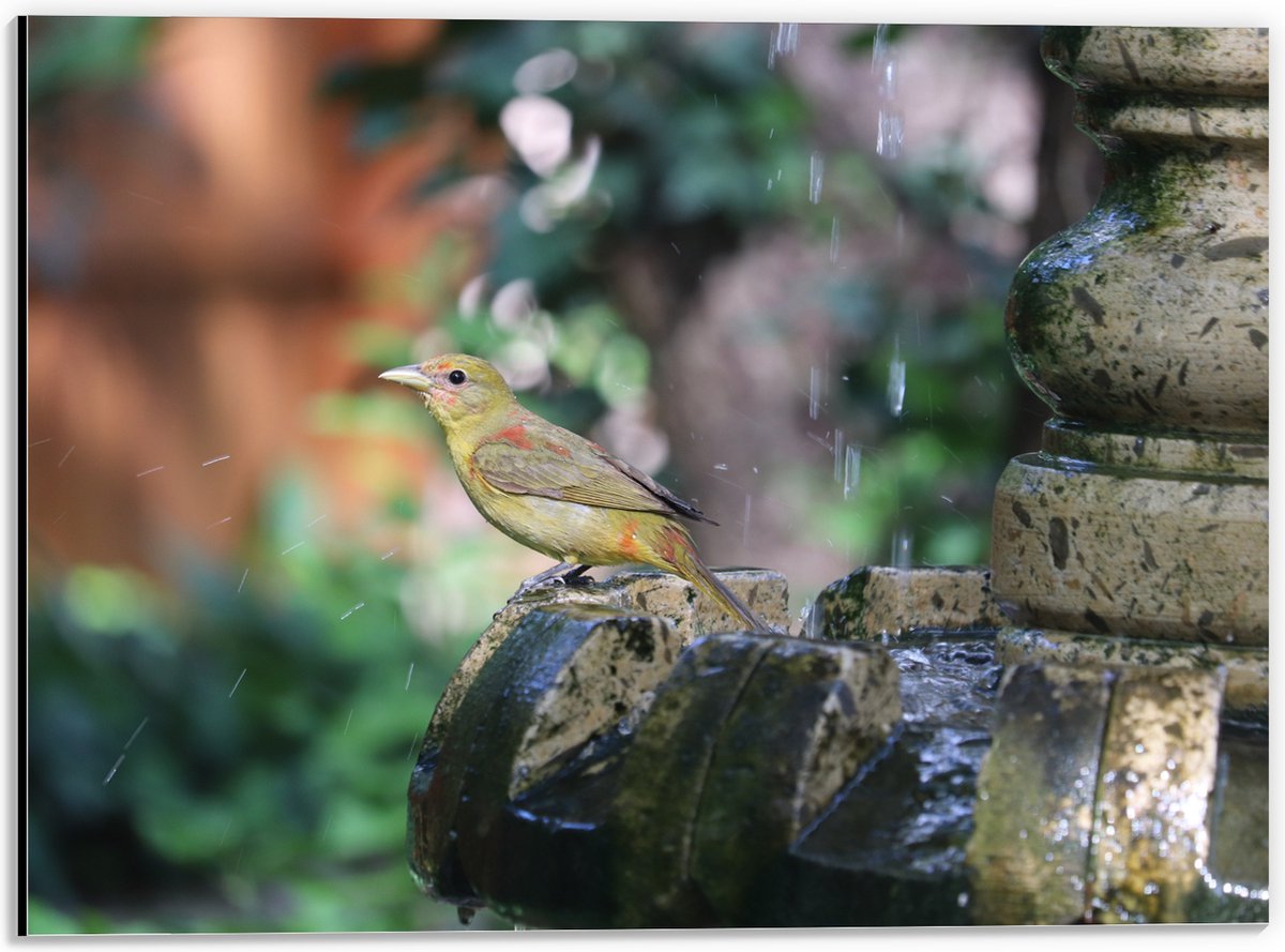 Dibond - Gele Tangare Vogel bij een Fontein - 40x30 cm Foto op Aluminium (Wanddecoratie va