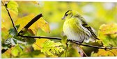 WallClassics - Verre Acrylique - Oiseau Jaune sur une Branche - 100x50 cm Photo sur Verre Acrylique (Avec Système d'accrochage)