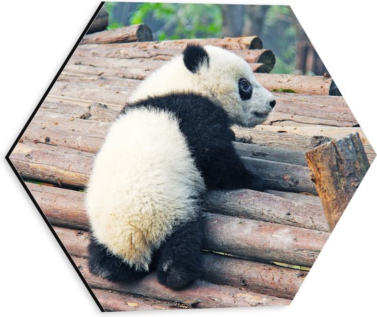 WallClassics - Dibond Hexagon - Kleine Panda Oefent met Klimmen - 30x26.1 cm Foto op Hexagon (Met Ophangsysteem)