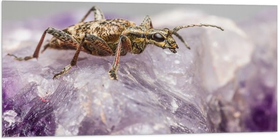 WallClassics - Vlag - Insect op een Paars Kristal - 100x50 cm Foto op Polyester Vlag