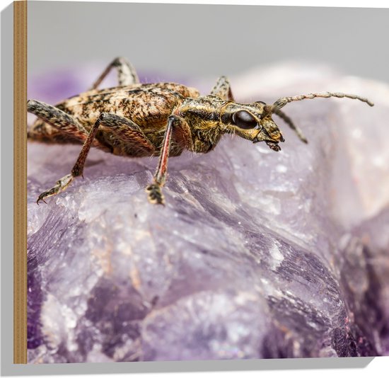 WallClassics - Hout - Insect op een Paars Kristal - 50x50 cm - 12 mm dik - Foto op Hout (Met Ophangsysteem)