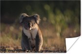 Poster Koala sur le sol coucher de soleil 90x60 cm - Tirage photo sur Poster (décoration murale salon / chambre) / Poster Animaux