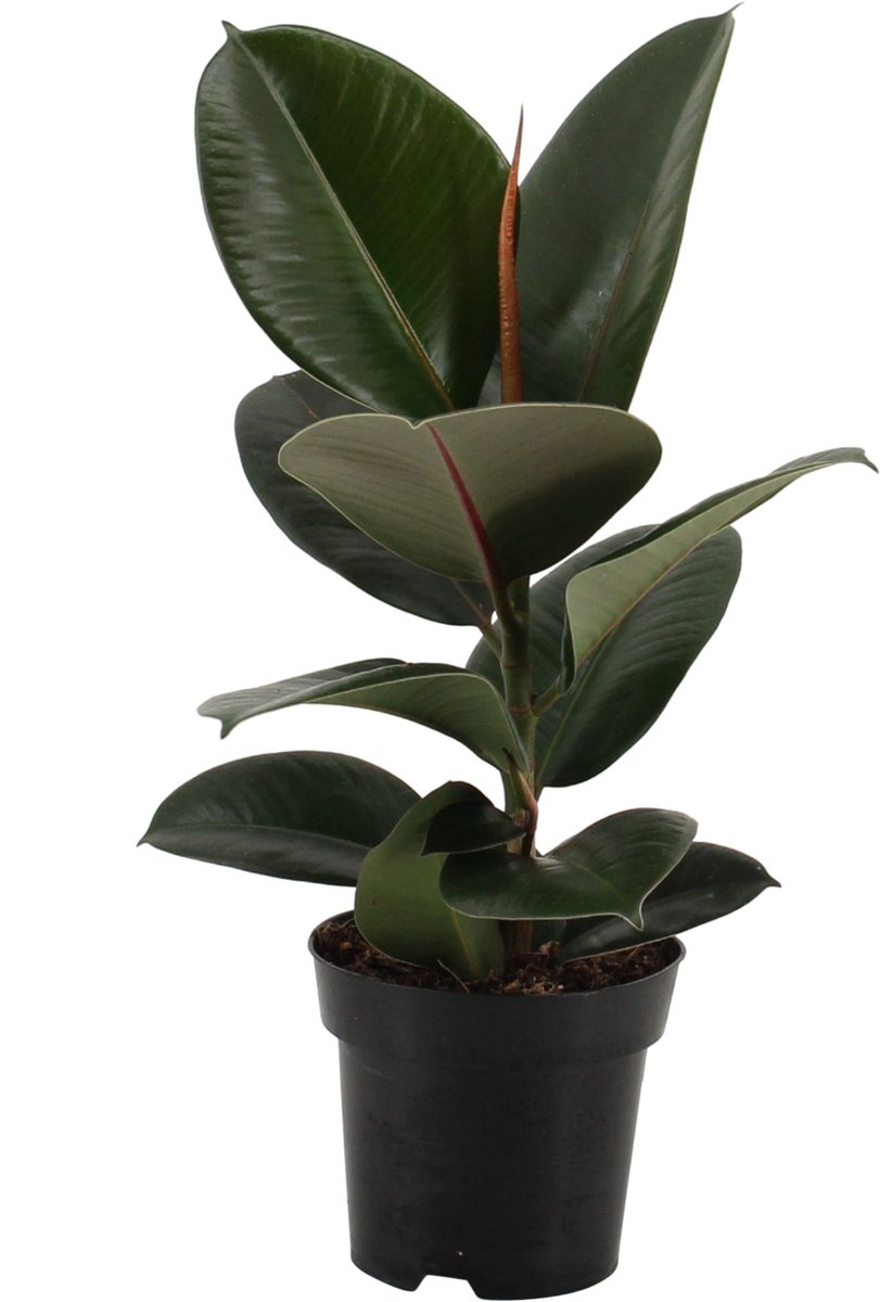 Kamerplant Van Botanicly Rubberboom Hoogte 40 Cm Ficus Elastica Robusta 