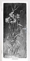 Deursticker Korenbloem illustratie - Een zwart-wit illustratie van een korenbloemen - 85x205 cm - zelfklevende deurposter - bubbelvrij en herpositioneerbare deursticker