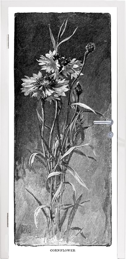 Deursticker Korenbloem illustratie - Een zwart-wit illustratie van een korenbloemen - 90x235 cm - zelfklevende deurposter - bubbelvrij en herpositioneerbare deursticker