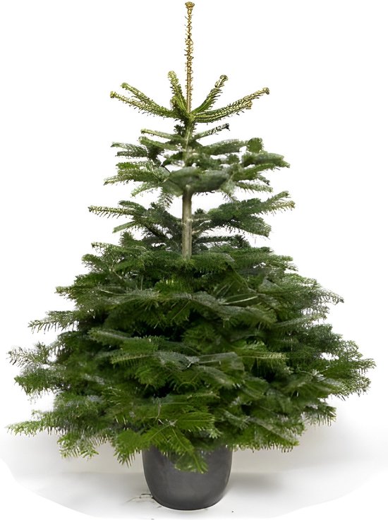 Véritable sapin de Noël vivant Picea Abies 125150 cm Sapin de Noël