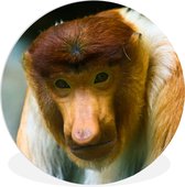 Gros plan d'un singe proboscis avec un arrière-plan flou. Assiette en plastique cercle mural ⌀ 140 cm