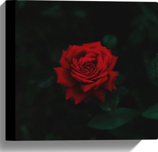 WallClassics - Canvas  - Prachtige Rode Roos - 30x30 cm Foto op Canvas Schilderij (Wanddecoratie op Canvas)