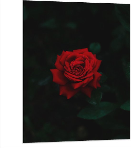 WallClassics - Dibond - Prachtige Rode Roos - 75x100 cm Foto op Aluminium (Met Ophangsysteem)