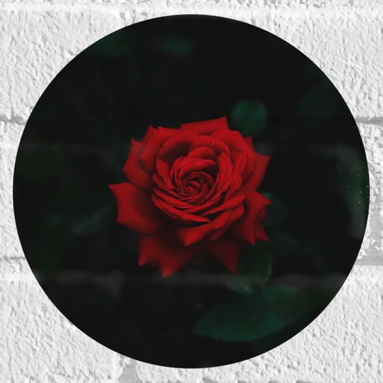 WallClassics - Muursticker Cirkel - Prachtige Rode Roos - 20x20 cm Foto op Muursticker