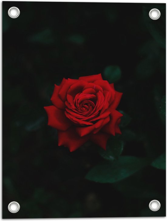 WallClassics - Tuinposter – Prachtige Rode Roos - 30x40 cm Foto op Tuinposter  (wanddecoratie voor buiten en binnen)