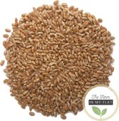 Wheatgrass/tarwegras kiemzaden 250 gram | Biologisch | Juice superfood | plastic vrij verpakt | microgroenten, kiemgroenten | kweekset binnen | ook geschikt om te kweken voor huisdieren