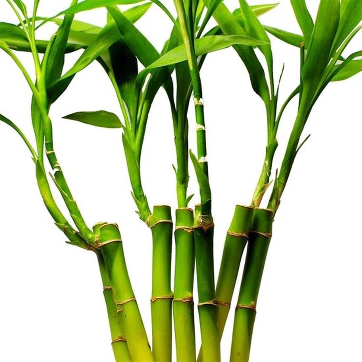 Bad/handdoeken bamboo - set van 4 - Turquoise 50x90cm