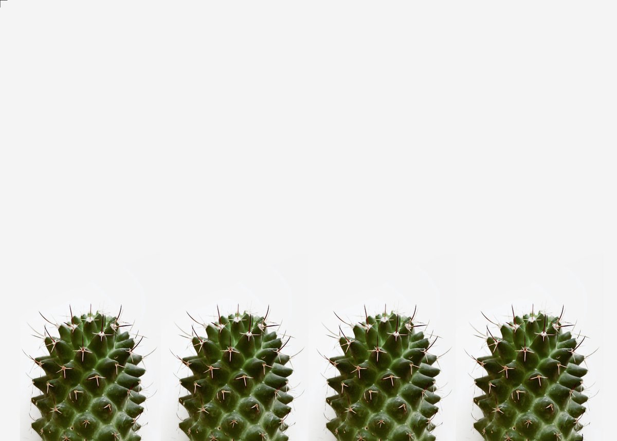 Papieren Placemats Onderleggers Cactussen 50 stuks (30x42cm)