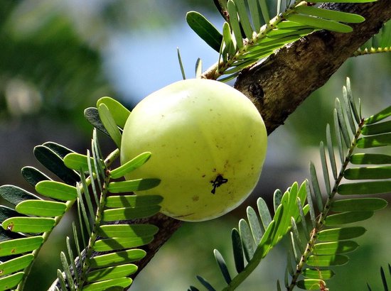 Rijpe, lichtgroene amla vrucht aan een boomtak met groene blaadjes.