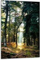 WallClassics - Dibond - Lichtplek tussen Bomen - 80x120 cm Foto op Aluminium (Met Ophangsysteem)
