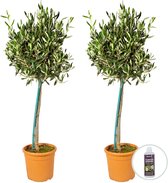 2x Olea Europaea incl. PlantGrow voeding –  Olijfboom op stam –  Boom –  Winterhard - ⌀19 cm -80-90 cm