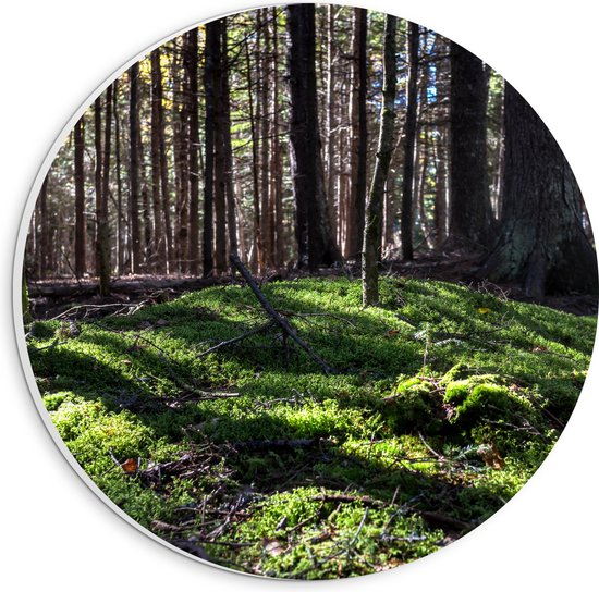 WallClassics - Cercle mural en panneau de mousse PVC - Colline avec mousse dans une forêt - Photo 20x20 cm sur cercle mural (avec système de suspension)