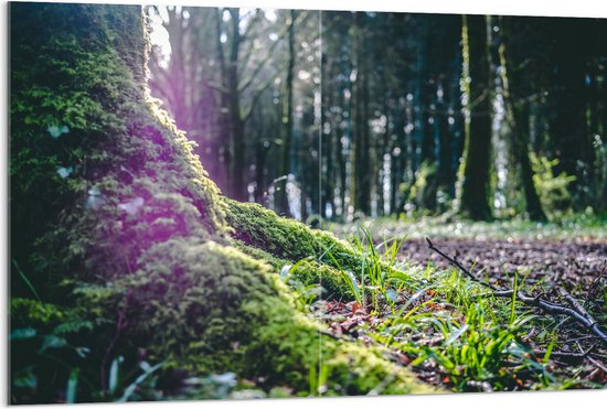 WallClassics - Acrylglas - Boomstronk met Mos in het Bos - 120x80 cm Foto op Acrylglas (Wanddecoratie op Acrylaat)