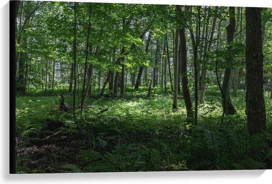 WallClassics - Canvas  - Verschillende Groene Bomen in Bos - 90x60 cm Foto op Canvas Schilderij (Wanddecoratie op Canvas)