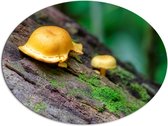 WallClassics - Dibond Ovaal - Paddenstoelen op een Boom - 108x81 cm Foto op Ovaal (Met Ophangsysteem)