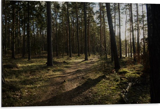 WallClassics - Dibond - Schaduw over het Bospad - 105x70 cm Foto op Aluminium (Wanddecoratie van metaal)