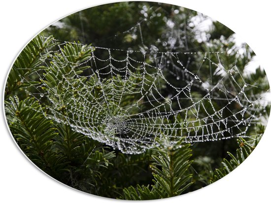 WallClassics - PVC Schuimplaat Ovaal - Spinnenweb tussen Planten - 56x42 cm Foto op Ovaal  (Met Ophangsysteem)