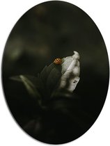WallClassics - Dibond Ovaal - Geel Lieveheersbeestje op een Blad - 60x80 cm Foto op Ovaal (Met Ophangsysteem)