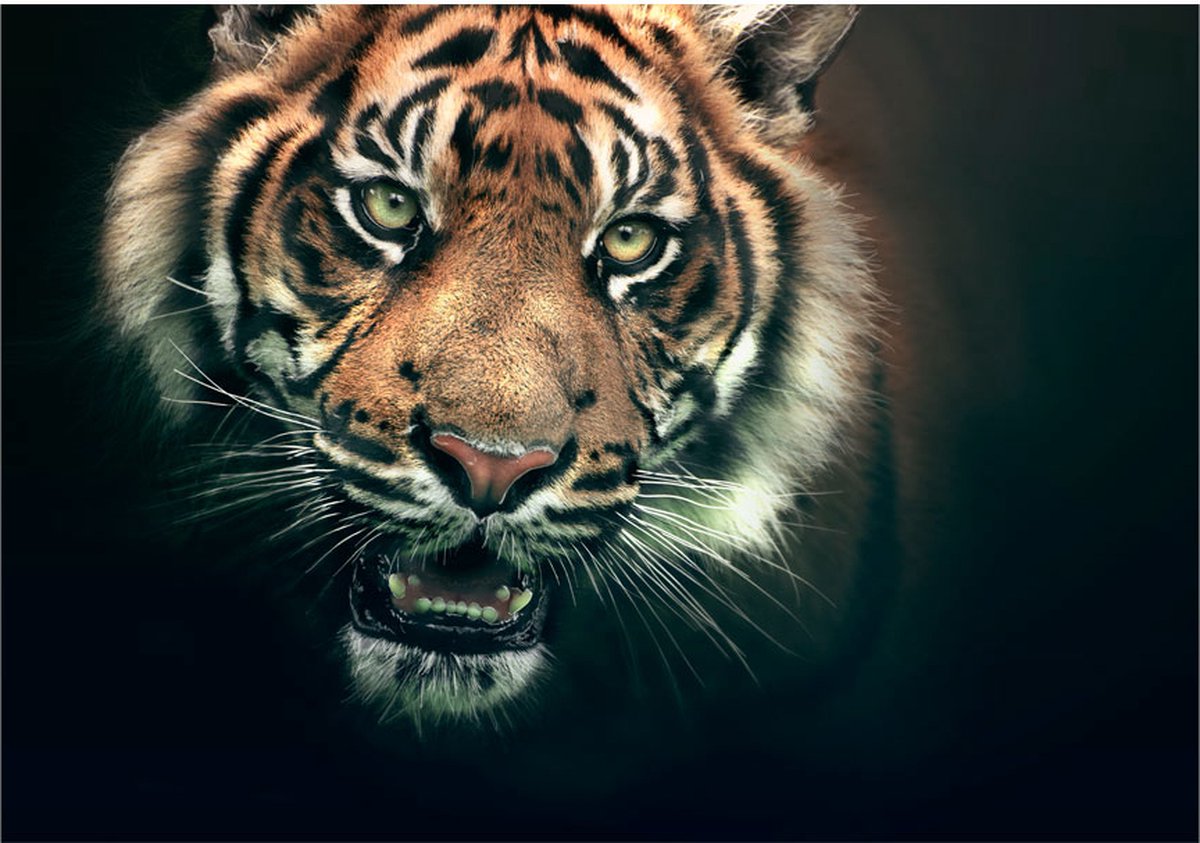 Fotobehang - Bengal Tiger.