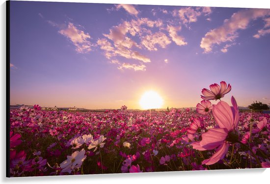 WallClassics - Canvas  - Veld Roze Bloemen met Paarse Lucht - 150x100 cm Foto op Canvas Schilderij (Wanddecoratie op Canvas)
