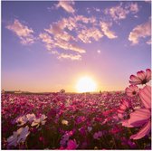 WallClassics - Poster Glanzend – Veld Roze Bloemen met Paarse Lucht - 80x80 cm Foto op Posterpapier met Glanzende Afwerking