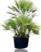 Palmboom - Chamaerops Humilis - Europese Dwergpalm - Winterhard - Pot ⌀ 80cm - Hoogte  250-275cm