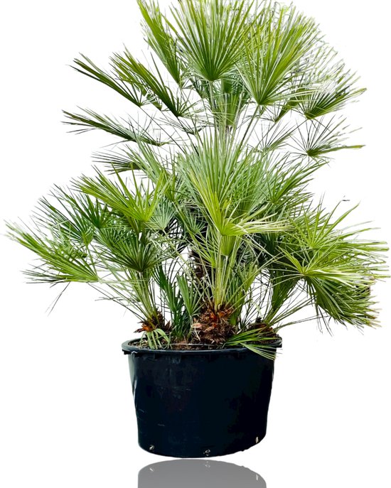 Palmboom - Chamaerops Humilis - Europese Dwergpalm - Winterhard - Pot 80cm - Hoogte 250-275cm