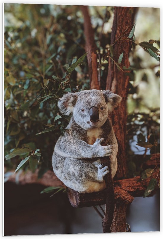 WallClassics - Panneau en mousse PVC – Koala câlin sur une branche – 60 x 90 cm Photo sur panneau en mousse PVC