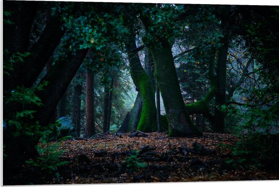 WallClassics - PVC Schuimplaat- Grote Kromme Bomen in het Bos - 90x60 cm Foto op PVC Schuimplaat