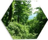 WallClassics - PVC Schuimplaat Hexagon - Groene Blaadjes aan de Takken in het Bos - 30x26.1 cm Foto op Hexagon (Met Ophangsysteem)
