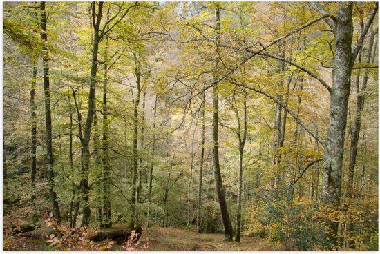 WallClassics - Poster (Mat) - Bomen op een Helling in een Bos - 60x40 cm Foto op Posterpapier met een Matte look