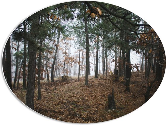 WallClassics - PVC Schuimplaat Ovaal - Herfstbladeren tussen de Bomen in een Bos - 68x51 cm Foto op Ovaal  (Met Ophangsysteem)