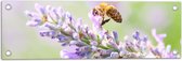 WallClassics - Poster de Jardin - Abeille sur Bloem Violette - 60x20 cm Photo sur Poster de Jardin (décoration murale pour l'extérieur et l'intérieur)